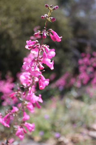 IMG_0925